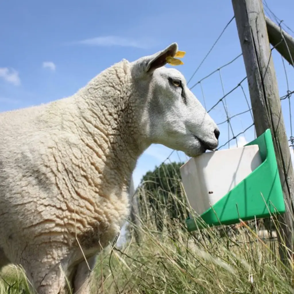 Liksteen voor schapen - 2.webp