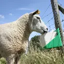 Liksteen voor schapen - 2.webp