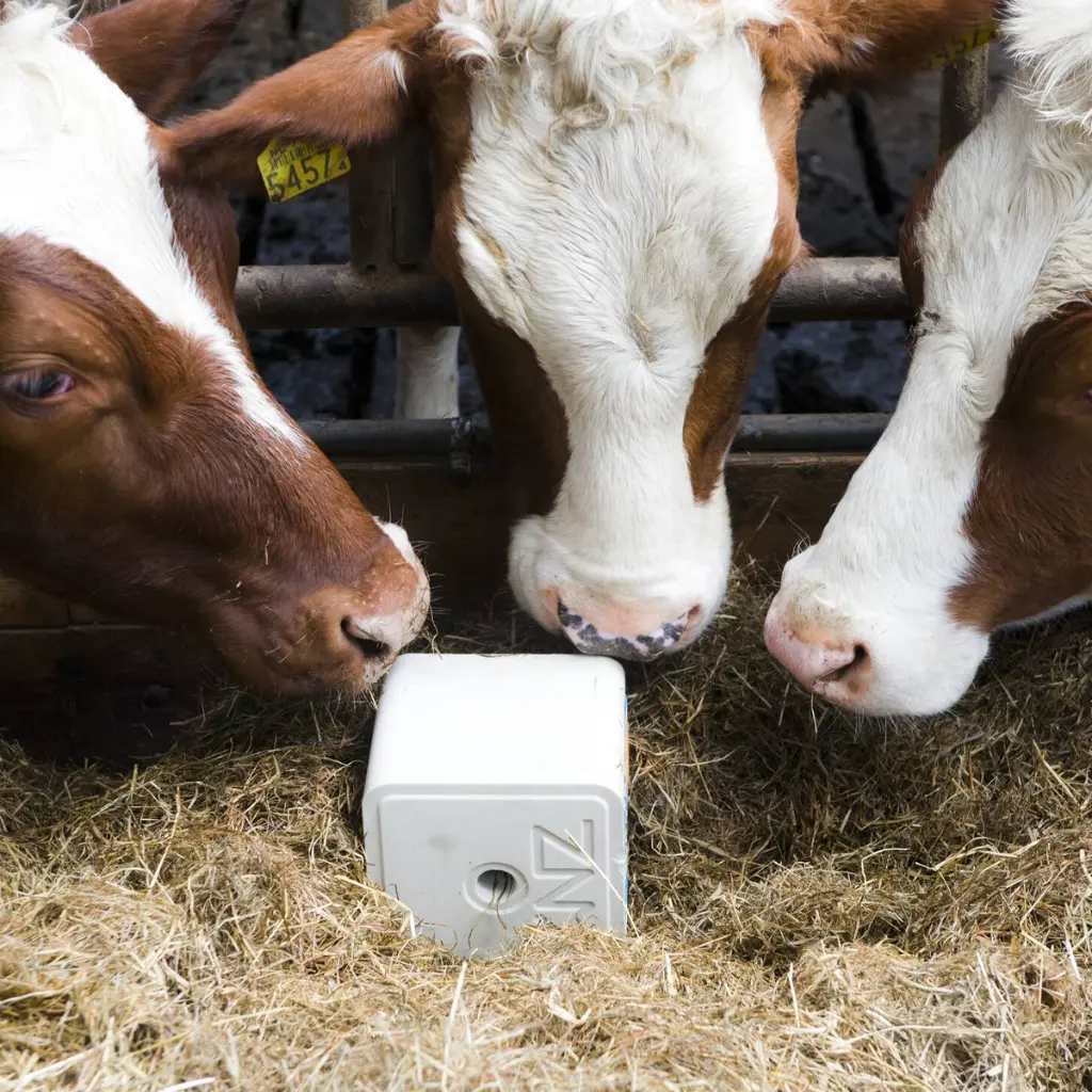 Biotine liksteen 10kg -2.webp