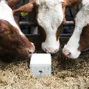 Biotine liksteen 10kg -2.webp